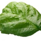 Heirloom Grandi Foglie Valentino Basil Seeds Ocimum Basilicum  Easy to Grow