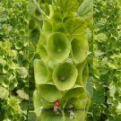 Bells Of Ireland Seeds Moluccella Laevis  Easy to Grow