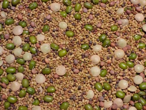 Salad Sprouting Microgreens Seed Mix Alfalfa Broccoli Lentil Mung Radish  Easy to Grow