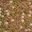 Salad Sprouting Microgreens Seed Mix Alfalfa Broccoli Lentil Mung Radish  Easy to Grow