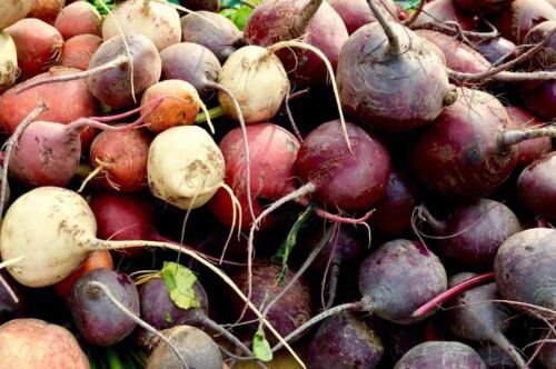 Rainbow Mix Beet Seeds Red Gold White With Chioggia  Easy to Grow