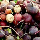 Rainbow Mix Beet Seeds Red Gold White With Chioggia  Easy to Grow
