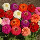 Lilliput Zinnia Mix Wildflower Seeds St Easy to Grow