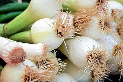 Leek American Flag Heirloom Garden Seeds  Easy to Grow