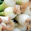 Leek American Flag Heirloom Garden Seeds  Easy to Grow