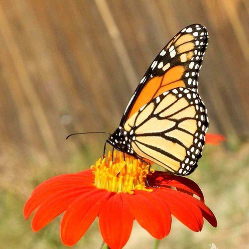 Mexican Torch Sunflower Seeds Tithonia Rotundifolia  Easy to Grow