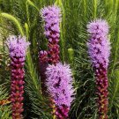 Gayfeather Wildflower Seeds Liatris Spicata  Easy to Grow