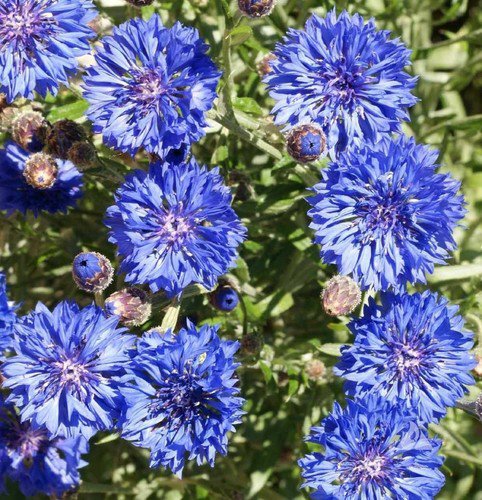 Dwarf Blue Bachelor Button Seeds  Easy to Grow