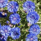 Dwarf Blue Bachelor Button Seeds  Easy to Grow