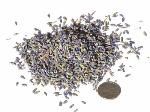 Lavender Flowers Dried Mo Easy to Grow