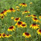 Gloriosa Daisy Seeds Black Eyed Sn Rudbeckia Hirta  Easy to Grow