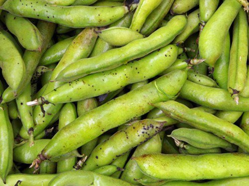 Broad Windsor Fava Bean Seeds Vicia Faba  Easy to Grow