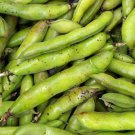 Broad Windsor Fava Bean Seeds Vicia Faba  Easy to Grow