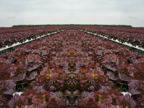 Ruby Red Leaf Lettuce Heirloom Garden Seeds  Easy to Grow