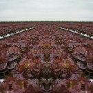 Ruby Red Leaf Lettuce Heirloom Garden Seeds  Easy to Grow