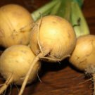 Golden Globe Goldie Turnip Seeds  Easy to Grow