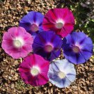Morning Glory Tall Mix Flower Seeds Ipomoea  Easy to Grow