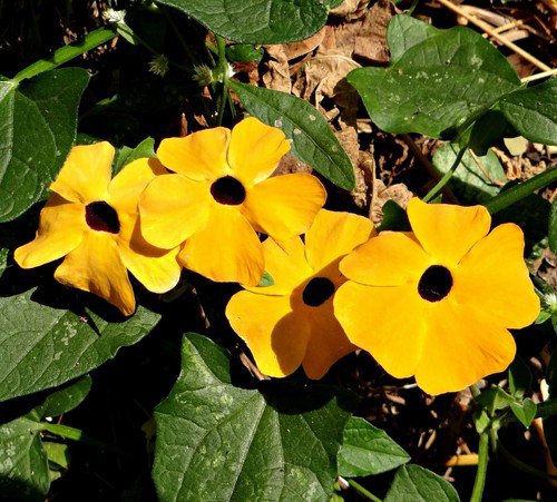 Black Eyed Sn Vine Seeds Thunbergia Alata  Easy to Grow