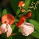 Heirloom Scarlet Runner Pole Bean Seeds Phaseolus Coccineus  Easy to Grow
