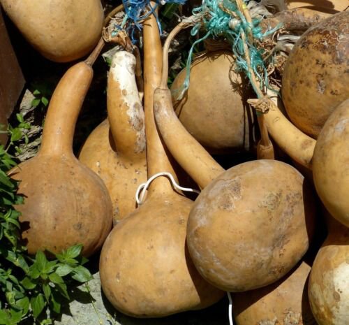 Dipper Gourd Garden Vegetable Seeds  Easy to Grow