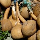Dipper Gourd Garden Vegetable Seeds  Easy to Grow