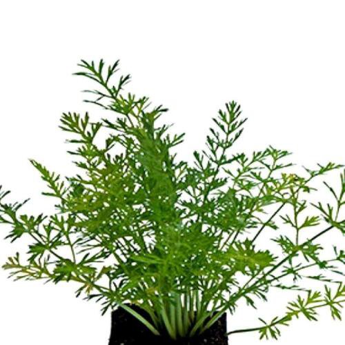 Caraway Culinary Herb Seeds Carum Carvi  Easy to Grow