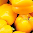 Yellow Golden California Wonder Bell Pepper Seeds  Easy to Grow