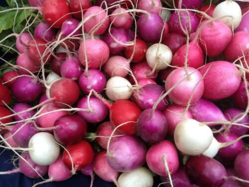 Radish Easter Rainbow Mix Seeds Grow Heirloom  Easy to Grow