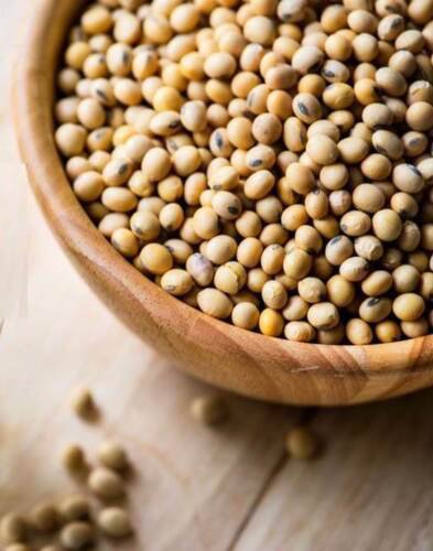 Soybean Seeds Open Pollinated  Easy to Grow