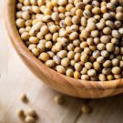 Soybean Seeds Open Pollinated  Easy to Grow