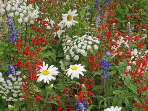 Rocket Red White & Blue Wildflower Seed Mix Annuals & Perennials  Easy to Grow