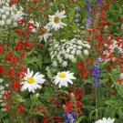 Rocket Red White & Blue Wildflower Seed Mix Annuals & Perennials  Easy to Grow