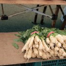 Daikon Giant Radish Seeds Microgreens Or Garden  Easy to Grow