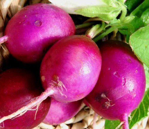 Purple Plum Radish Heirloom Seeds  Easy to Grow