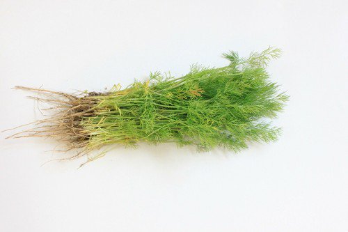 Dill Bouquet Herb Seeds Anethum Graveolens  Easy to Grow