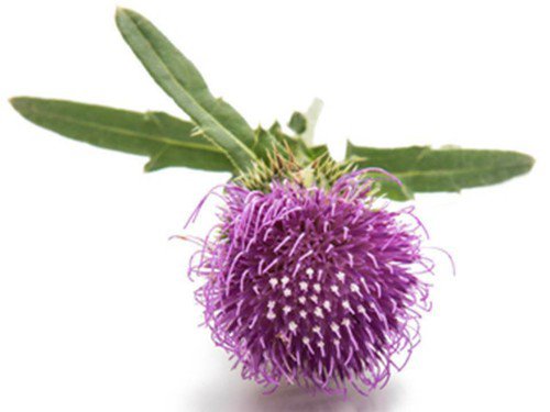 Burdock Seeds Arctium Lappa  Easy to Grow
