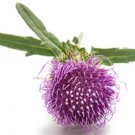 Burdock Seeds Arctium Lappa  Easy to Grow