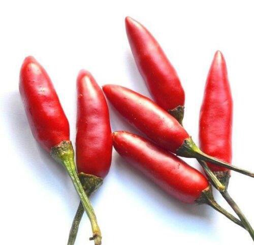 Thai Hot Pepper Heirloom Seeds  Easy to Grow