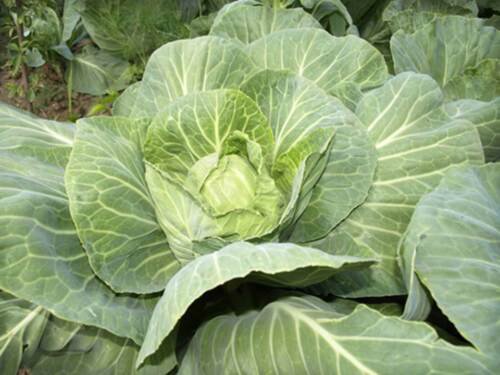 Heirloom Brunswick Cabbage Seeds Brassica Oleracea Var Capitata  Easy to Grow
