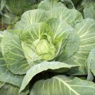 Heirloom Brunswick Cabbage Seeds Brassica Oleracea Var Capitata  Easy to Grow