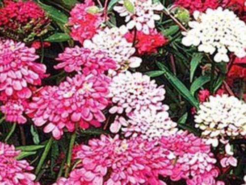 Candytuft Dwarf Fairy Mix Flower Seeds Iberis Sempervirens  Easy to Grow