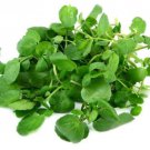 True Watercress Seeds Nasturtium Officinale  Easy to Grow