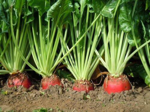 Red Mangle Beet Seeds Fodder Forage Plot Cover Crop  Easy to Grow