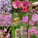 All Pink Wildflower Seed Mix  Easy to Grow
