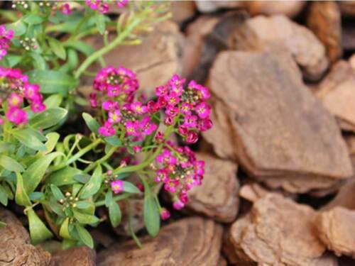 Alyssum Dwarf Sweet Pink Flower Seeds Lobularia Maritima  Easy to Grow