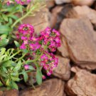 Alyssum Dwarf Sweet Pink Flower Seeds Lobularia Maritima Easy to Grow Alyssum Dwarf Sweet Pink Flower Seeds Lobularia Maritima Easy to Grow