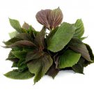 Shiso Perilla Red Heirloom Herb Seeds Perilla Frutescens Var Crispa Easy to Grow Shiso Perilla Red Heirloom Herb Seeds Perilla Frutescens Var Crispa Easy to Grow