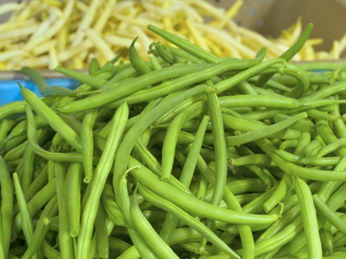 Heirloom Blue Lake Bush Bean Seeds Phaseolus Vulgaris  Easy to Grow