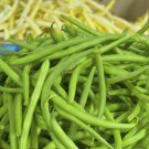 Heirloom Blue Lake Bush Bean Seeds Phaseolus Vulgaris  Easy to Grow