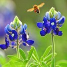 Texas Bluebonnet Wildflower Seeds  Easy to Grow